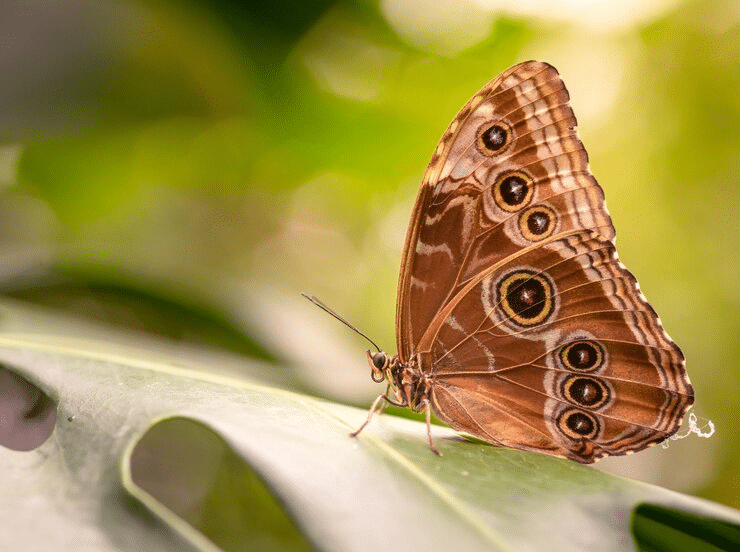 significado borboleta marrom dentro de casa