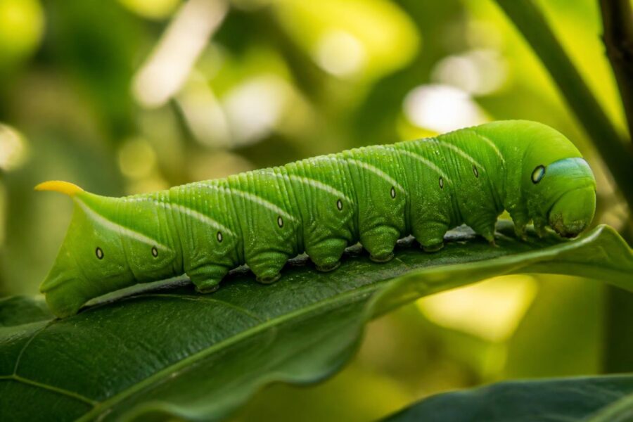 Uma lagarta verde vibrante descansando sobre uma folha verde em um ambiente natural ao ar livre.
